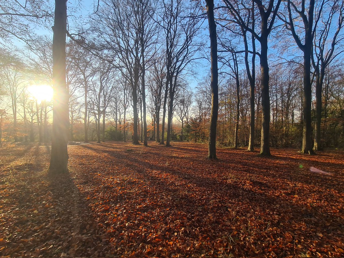 mrsslippy's tweet photo. Kicking up leaves on annual leave #Beechwoods @wildlifebcn https://t.co/8wIduFQq24