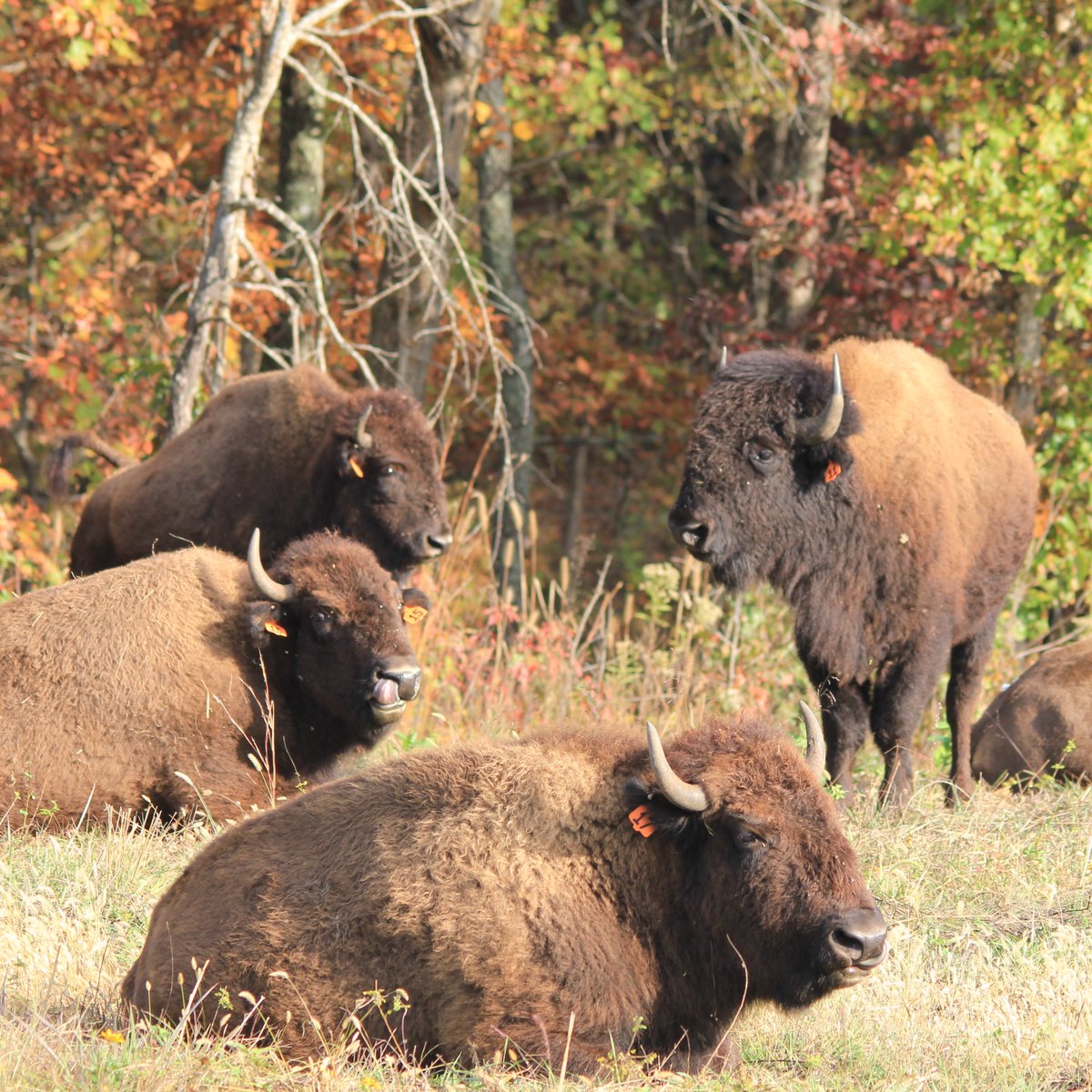 HamiltonNatives's tweet photo. New Article: Bison in the Woods - https://t.co/wvaUGj8Yqk
The Outpost bison herd has returned to graze in the woods. https://t.co/jSNEdjvTG5