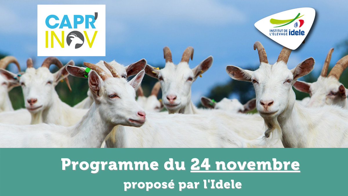 InstitutElevage's tweet photo. #CaprInov 2021 🐐 | Programme du jour
↪ L’herbe 🌿dans la ration des 🐐, conjoncture 📊 & estimation des revenus, sélection #génétique 🧬...
➡ Retrouvez nos équipes à l'espace CapriTech pour des ateliers & CapriTraite pour 3 points traite
ℹ : https://t.co/lb89Kn9TAB
@Caprinov https://t.co/zPKGcE4awN