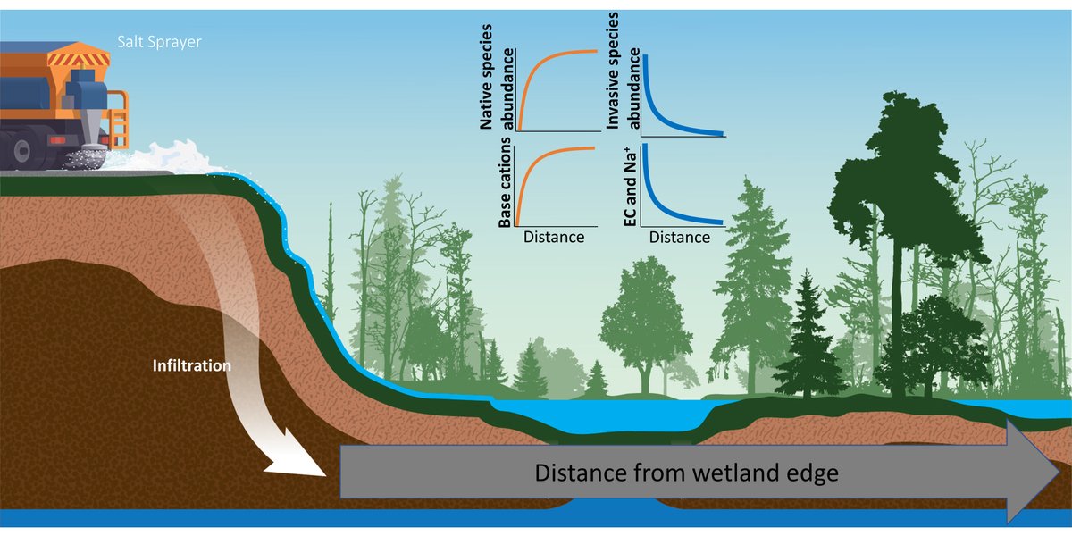 ESAEcosphere's tweet photo. Deicing salt keeps our roads safe, but it eventually winds up in roadside ecosystems; new research examines its impact on #ForestedWetlands

https://t.co/3dMOdzfP89

#Biogeochemistry #SoilSalinity #PlantCommunities #OpenAccess

@UConnCAHNR @UConnNRE @USDA_NIFA @SWS_org https://t.co/HU8yj4xdyi