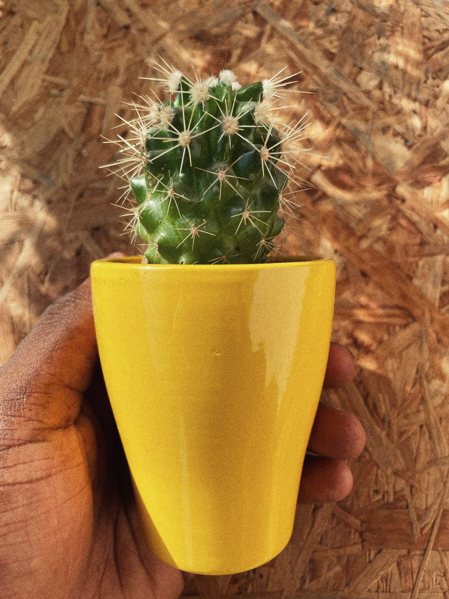kappacactus's tweet photo. COLOURS 😍😍😍 https://t.co/ibRUzXSscb