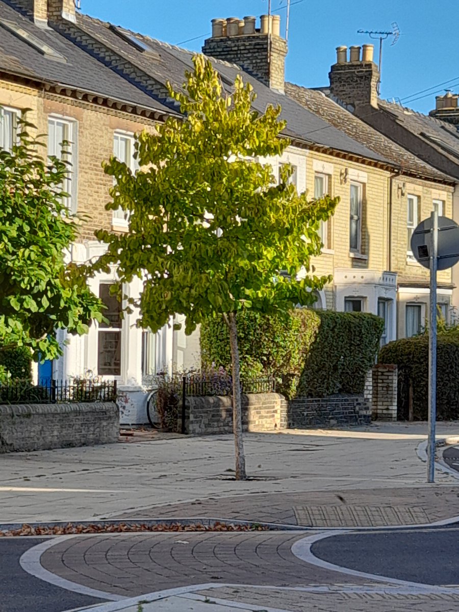 TreesforStreets's tweet photo. There's still time to sponsor a street tree that will be planted this winter - find out more and choose your spot:
https://t.co/n8cMfZS5ef https://t.co/KVvWxMbNzF