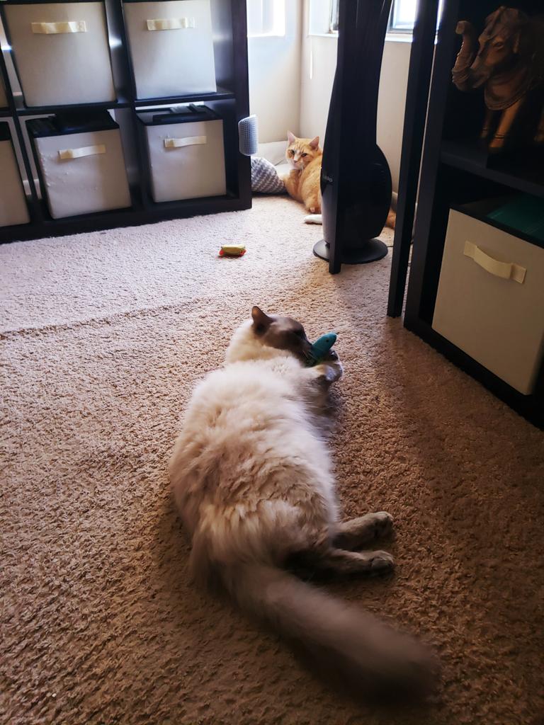 MarcFritzII1's tweet photo. Clean house, happy fluffs!!😺😺#CatsOfTwitter #flufflife https://t.co/91hVnlwoYx