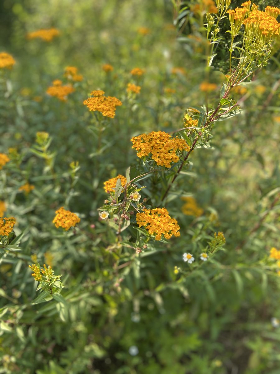 “I sink into the afternoon, watching the sun move across the sky, my molecules merging with the landscape as if I were already decomposing into Pachamama.” quote from my book, Dispatches from the Sweet Life. #reading #pachamama