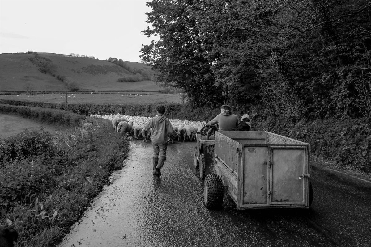 British Wool Farm tweet media