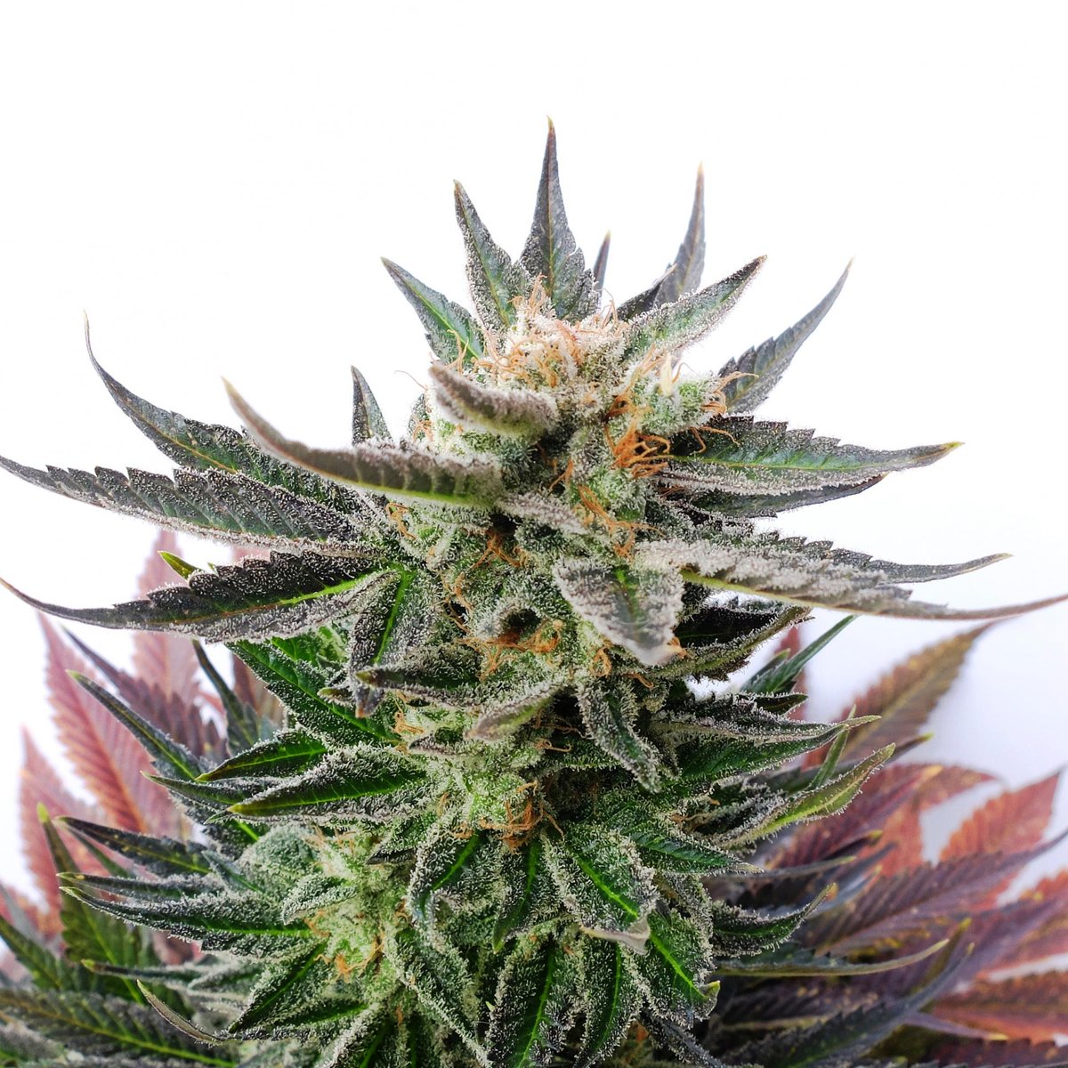 4elementsseeds's tweet image. Sativa Dream is a #sativa dominant strain with a short flowering cycle and highly pest resistance.
More info bit.ly/3kYj2XJ
#greece #κάνναβη #CannabisCommunity #cannabisculture #cannabisindustry