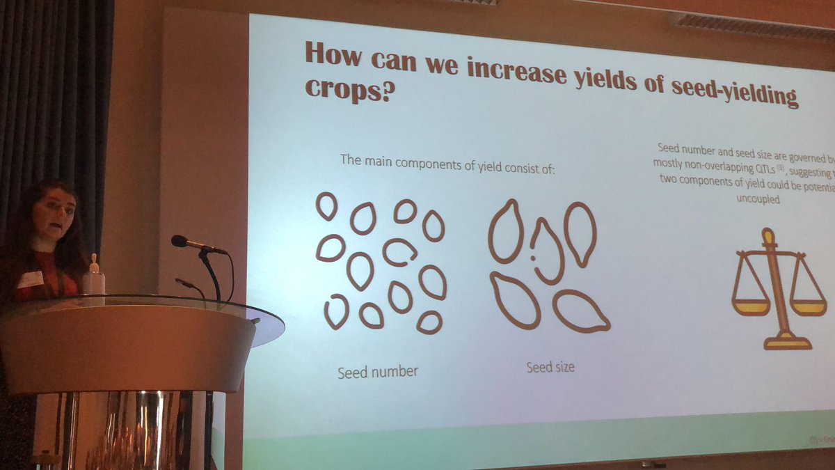 UKBRC's tweet photo. Mollie Langdon @Rothamsted @UniofBath seed numbers and seed size have overlapping QTLs and how to edit ARF2 gene 🧬✂️ https://t.co/201zXhBu8T