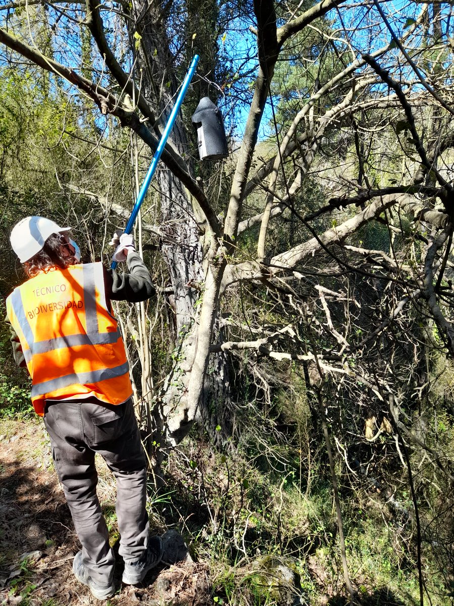En QUARRYBAT hemos instalado refugios artificiales para quirópteros en zonas donde existen déficit de fisuras para albergarse. Fomentamos la #biodiversidad trabajando con especies de quirópteros forestales y generalistas. 

Proyecto apoyado por <a href="/FBiodiversidad/">Fundación Biodiversidad</a> de <a href="/mitecogob/">Transición Ecológica y Reto Demográfico</a>