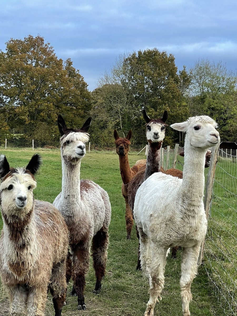 Slowhayessuri's tweet photo. Who fancies meeting these guys?Share a mince pie and a warm drink and learn all about them.  https://t.co/aaet5sYnTO @ChrisGPackham @LindaNewForest https://t.co/DWfcdOsnOg