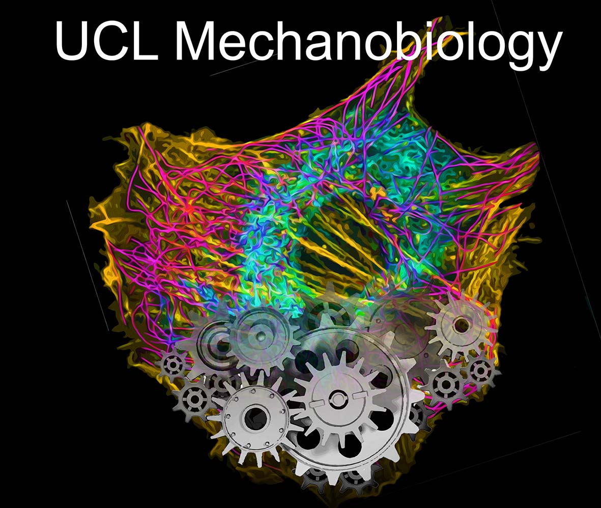 Please RT: Job Alert in Mechanobiology, 
UCL is seeking to recruit three outstanding individuals to develop world-class research in different areas, including Mechanobiology, more details in:
nature.com/naturecareers/…
Deadline: 8th December