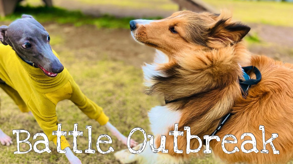 tsukune_oneone's tweet photo. In the dog run, intense battle broke out and my puppy was finally worn out.
ドッグランに行ったら、うちの子犬がボコボコにされました。。。
一部始終を取ったので是非見てください😄
↓↓↓
https://t.co/7xt9THJsHz https://t.co/A5hQNM4pX0