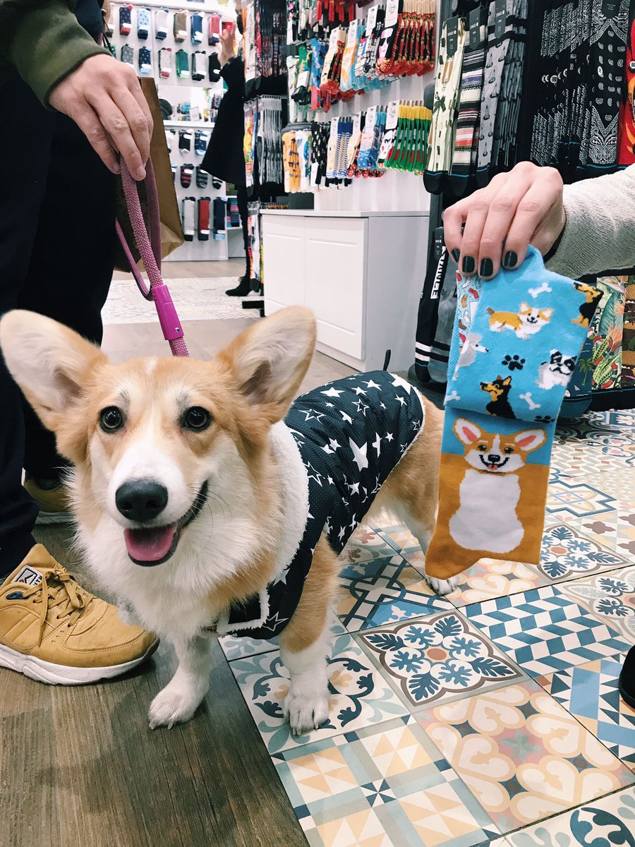 socksmarket's tweet photo. Nos visitó una clienta @eveedlacu de Barcelona por Chueca en busca de sus calcetines 🧦 🐶
#Socks #Perretes #Instadog #Instaff #Calcetines #CalcetinesLanudos #Animales #BlackFriday https://t.co/PoYECmD9By