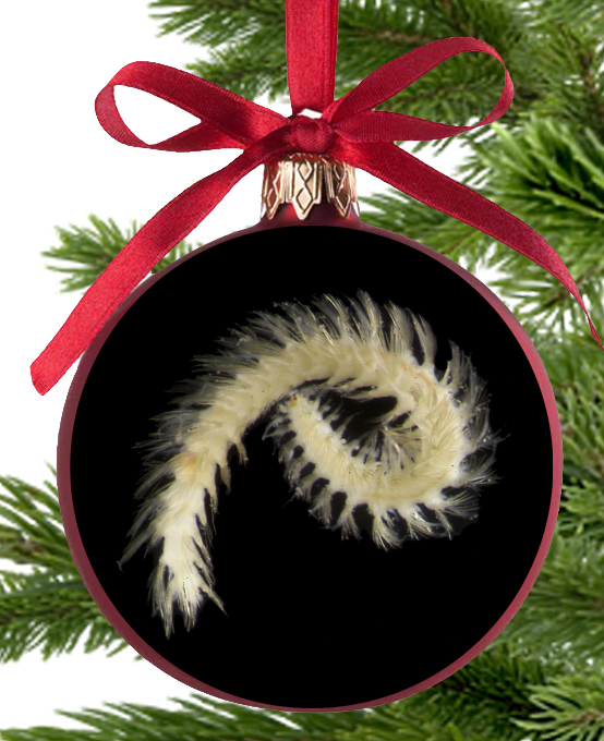 Some golden tinsel to start decorating our tree with. The tiny, fragile Golden Petal worm Dysponetus joeli lives in shallow waters off southwest England and northern France #WormWednesday #MuseumAdvent