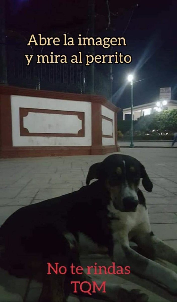 NimuVt's tweet photo. mi papa me acaba de enviar esta imagen 😭 https://t.co/woJtbYIZAG