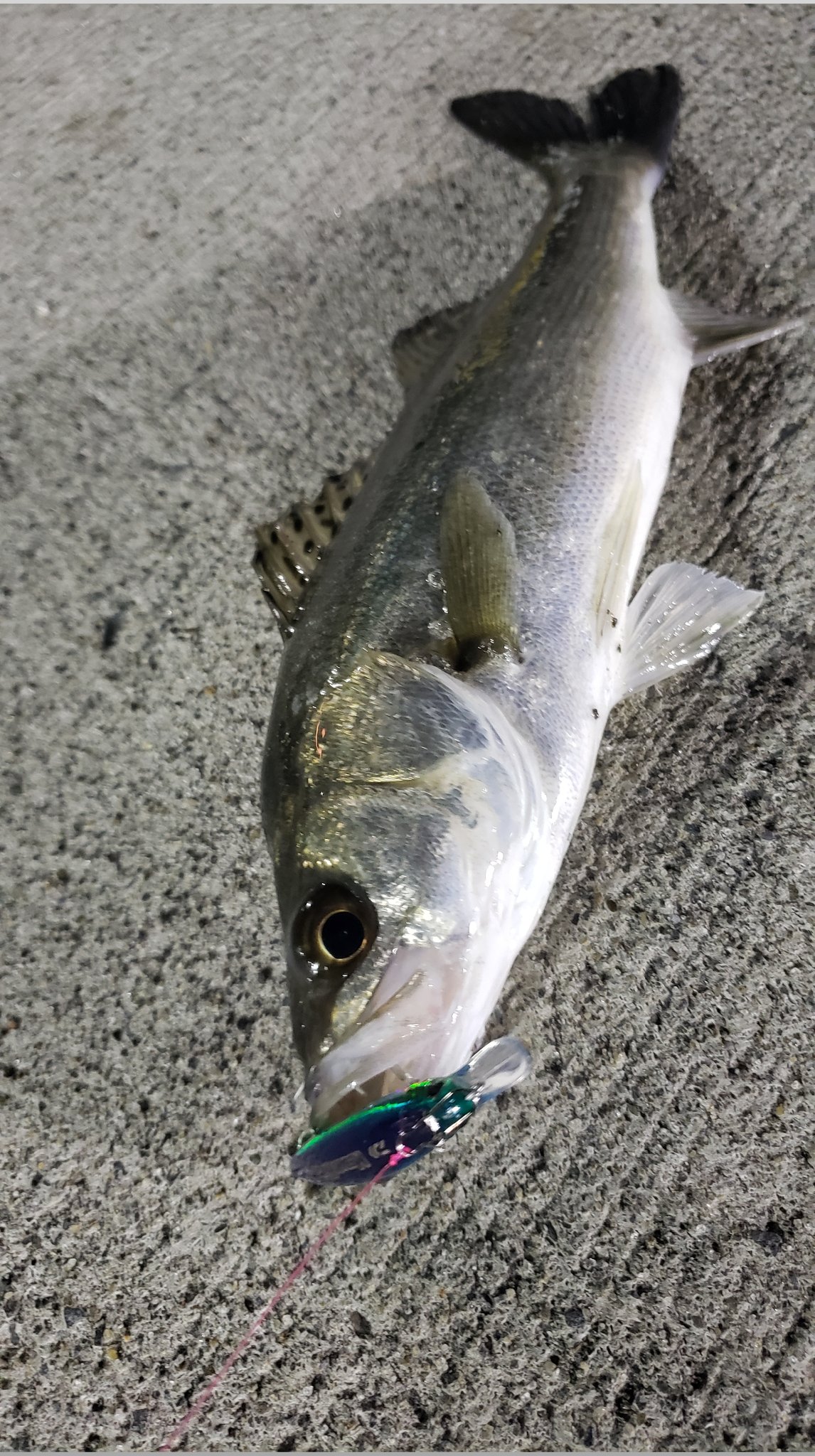 零 Lei Fishing Twitter