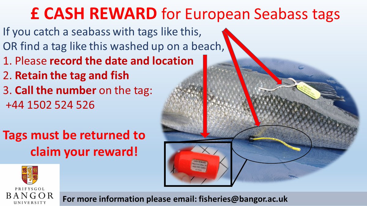 Keep a look out for tags on beaches or on bass you catch! Cash reward for returns to help us with our research on European seabass @sos_bangor_uni <a href="/Welsh_Fishermen/">wfa-cpc</a> <a href="/bassangleruk/">BASS</a> @beachcleancymru
