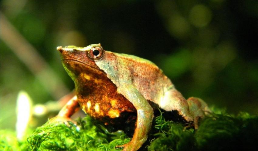 Save Ghana Frogs tweet media