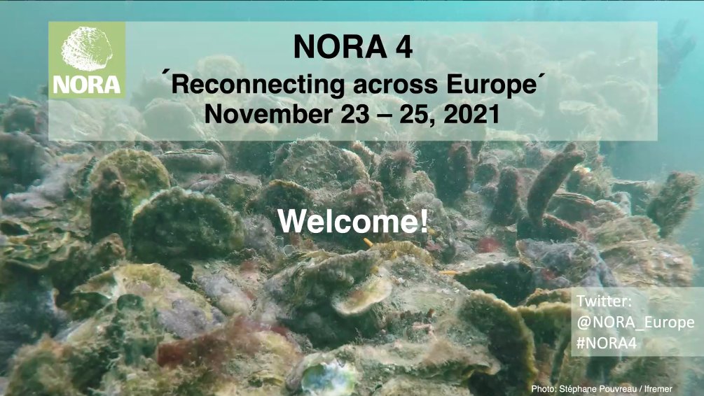 CamiBe90's tweet photo. Let's kickstart this! #MAREA @NORA_Europe #Ostrea #Ostreaedulis #oysterrestoration #onlineconference #science #transferofknowledge #communicationdissemination https://t.co/1RunIkT8f5