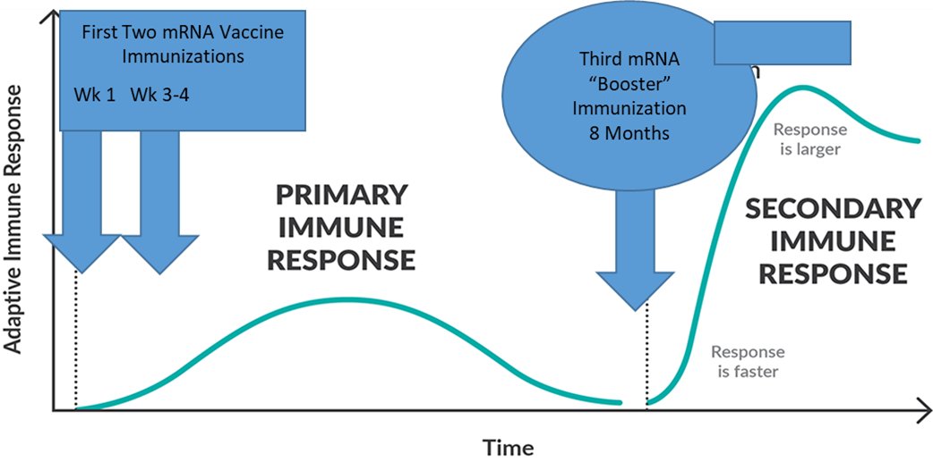 1/4: In case it's helpful I'm posting some of the articles supporting why I think the third mRNA immunization is essential for being considered 'fully vaccinated'. I'm asked after that will annual or regular boosters be required? Hard to say, but I think no: Hoping '3 and done'