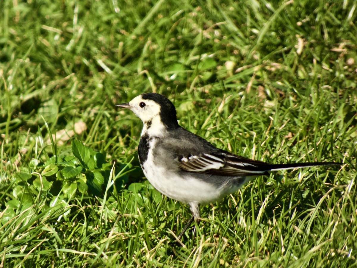 cirzh's tweet photo. #PiedWagtail #GreenConservationStatus #TwitterNatureCommunity #birds #birdwatching #birdwatchireland #Skerries #Fingal #lovefingaldublin https://t.co/2vlNYRkGeI