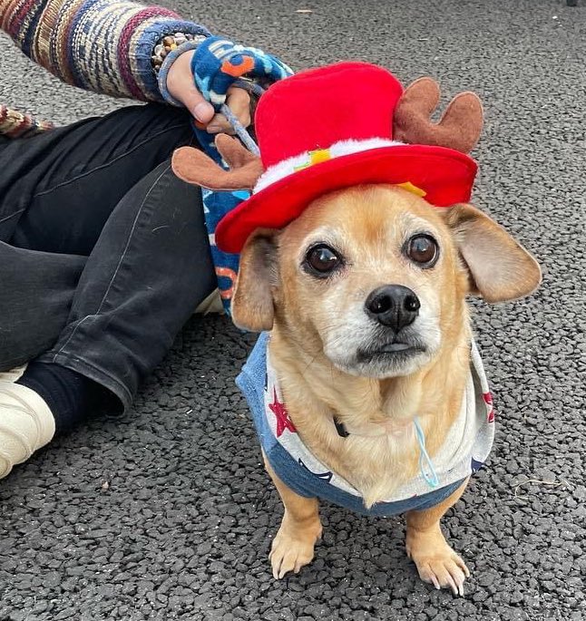 تويتر 猿渡 英昭 على تويتر 犬祭里山行ってきました 犬祭里山 わんこ チョッパー ハッピー T Co Rfabllayl1 تويتر 猿渡 英昭 على تويتر 犬祭里山行ってきました 犬祭里山 わんこ チョッパー ハッピー T Co Rfabllayl1