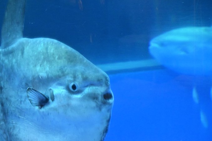 マンボウのtwitterイラスト検索結果