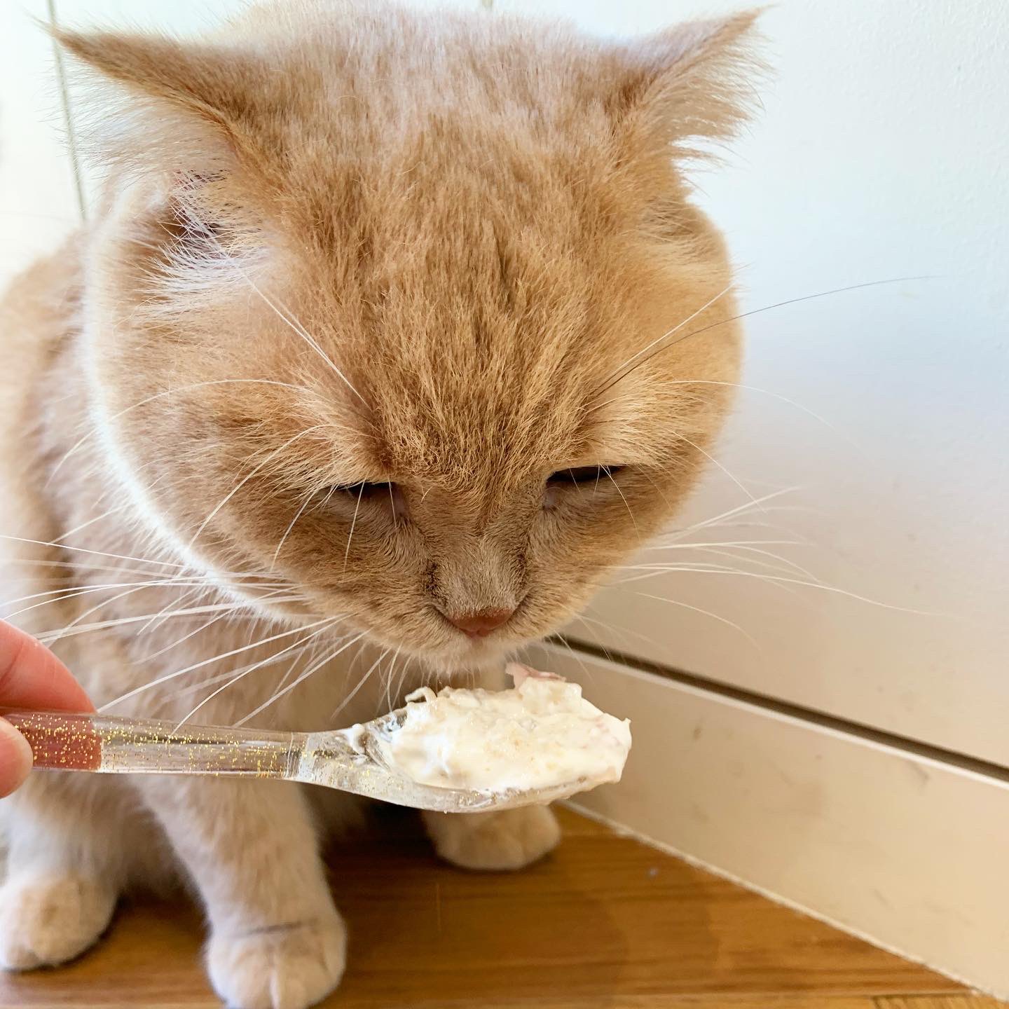Moff Animal Cafe 大分オーパ店 Moff Oita Twitter
