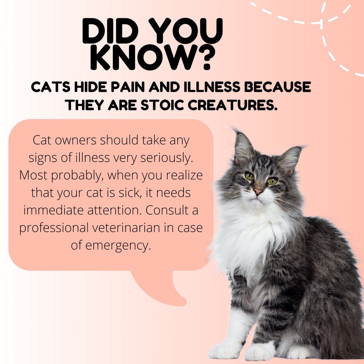 CatLadyJustin's tweet photo. Just to point out, ensure that your feline is has been administered with the right jabs to prevent various diseases such as heartworm disease⚠ With that in mind, drop us a like then head out to our page linked below and check out more about heartworm disease👍🏻 #cat #catessential https://t.co/CSgD54uH3R