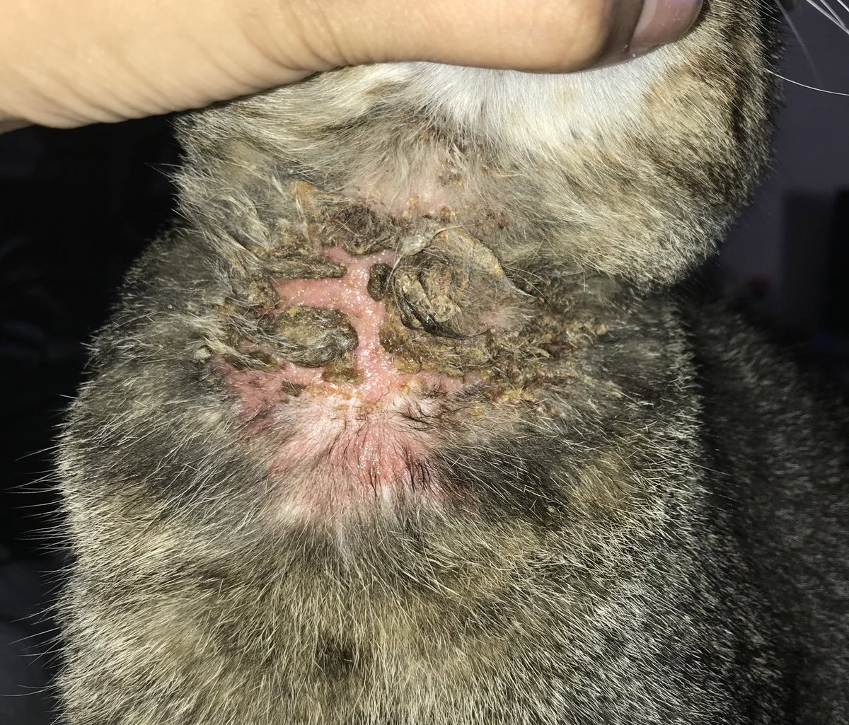 Hola, vengo a no recomendarles jamás que compren este collar, tengo a mi gato así.