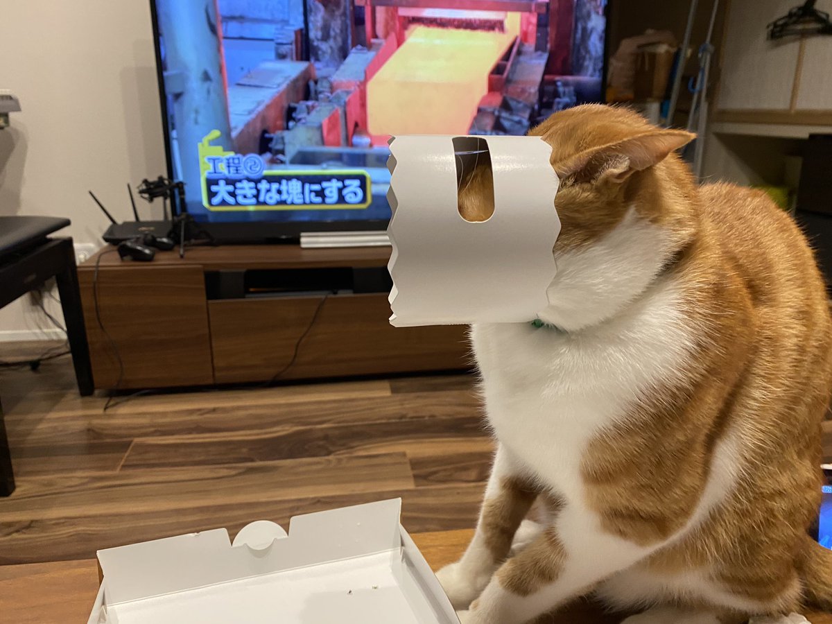 ruby_0726's tweet photo. 食いしん坊な琥珀。
ケーキが入ってたやつに顔を突っ込む。

#茶白猫
#猫
#食いしん坊
#やんちゃ
#猫のいる暮らし https://t.co/rVoe22UuzS