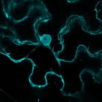 LIPME_Toulouse's tweet photo. [#NewProfile] We have recently exceeded 900 followers, thank you all!
Here, localization of Ralstonia solanacearum RipAA effector fused to CFP by transient expression in Nicotiana benthamiana plant.
@davidlandryinra @IsabelleMila1 @nemopeeters from #LIPME_RAP &amp; #LIPME_REACH teams https://t.co/4vraG3Rsil