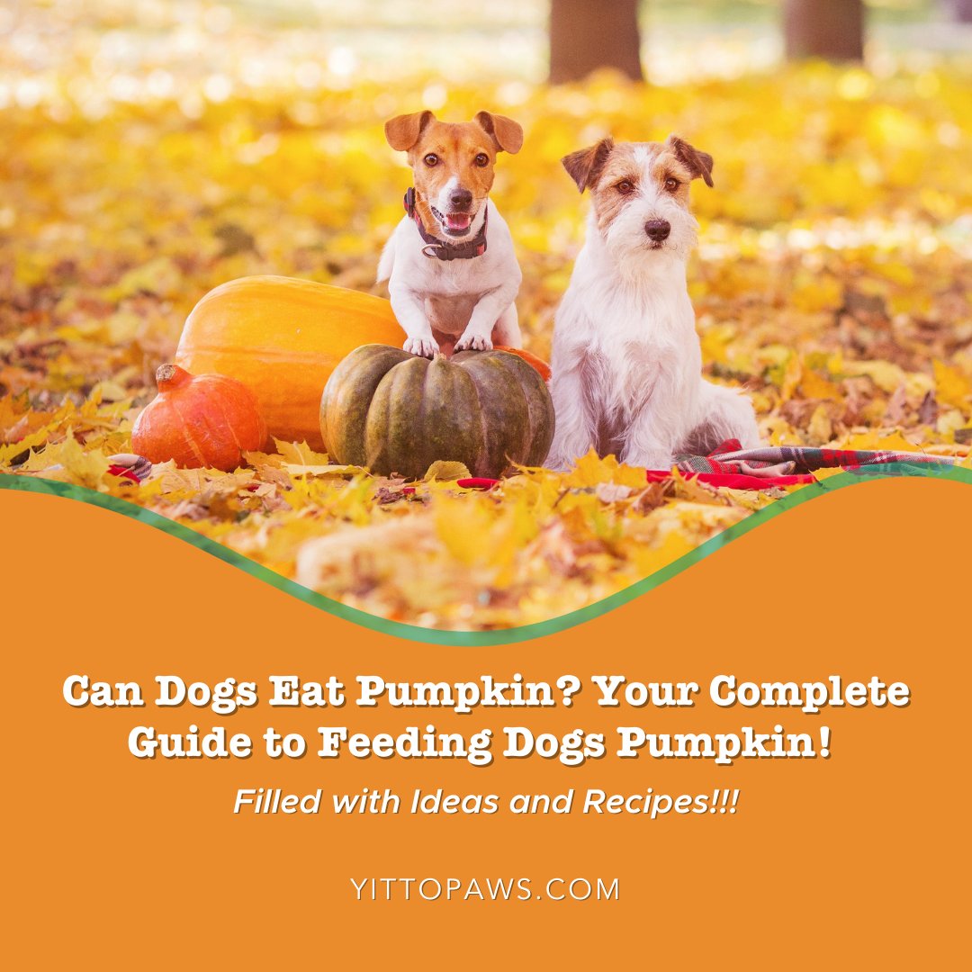 YittoPaws's tweet photo. Millions of cans of pumpkin will be sold this week. But are all types of canned pumpkin good for your pup? Definitely not! Get the facts PLUS tons of ideas on how to incorporate pumpkin into your dog's diet. 🐶 🐾 #unleashsomelove #yittopaws #dogsofinstagram https://t.co/n2NJHh281W