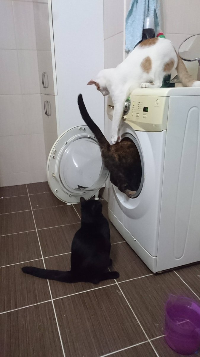 maniac_cup's tweet photo. Do not forget to close the door of the washing machine🤣😍#cats #catoftheday #CatsOfTwitter #CatsLover https://t.co/bPQcfZcUl3