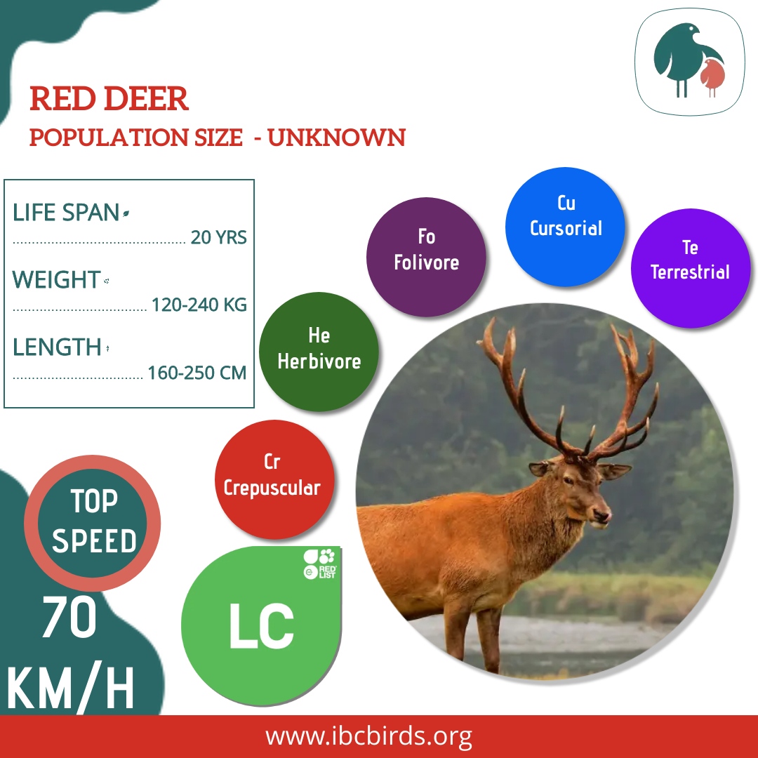 #IBCBIRDS #Mammals

Red deer are easy to identify due to their mostly uniform color: dark reddy-brown in summer, turning to grayish-brown in winter. 

#IBCBIRDS #BIRDS #RedDeer #Deer