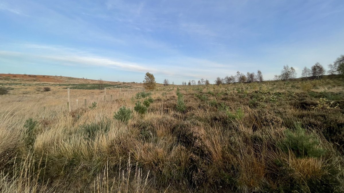 Joshua Styles tweet media