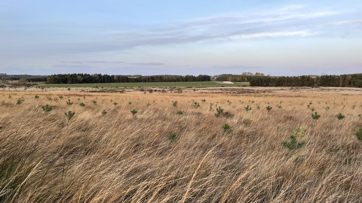 Joshua Styles tweet media