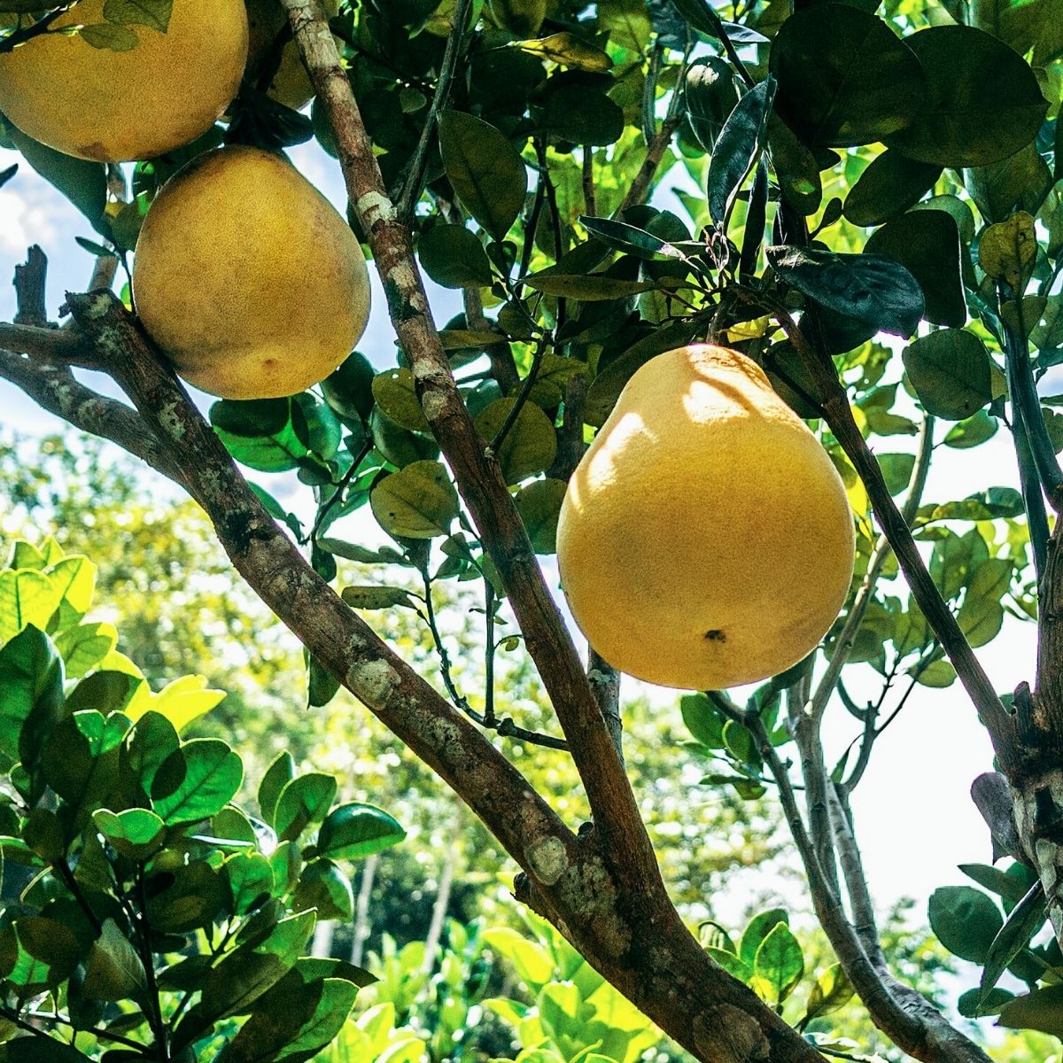 exotifruit's tweet photo. Who’s ever heard of pomelos?

Well, if you love #citrus flavours, you’re seriously missing out.

#Pomelos are the largest of all citrus fruits. They originate from South East Asia, and have a delicious floral taste, which is like a delicate version of the flavour of grapefruits. https://t.co/sPbYs5Xl7v