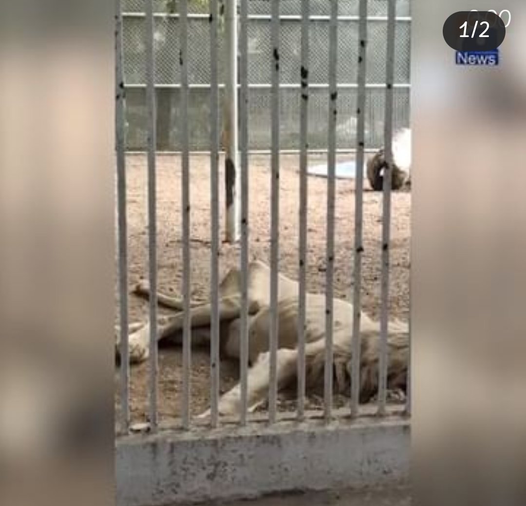 Mahii_V95's tweet photo. @murtazawahab1 We have no rights to zoo it this is how we treat Animals!!!! KarachiZoo fail to pay food suppliers... The animal are already in awful shape😭😭
My heart is breaking.. Let's shut down All zoos @murtuzawahab1 https://t.co/li1VOp0Dgb