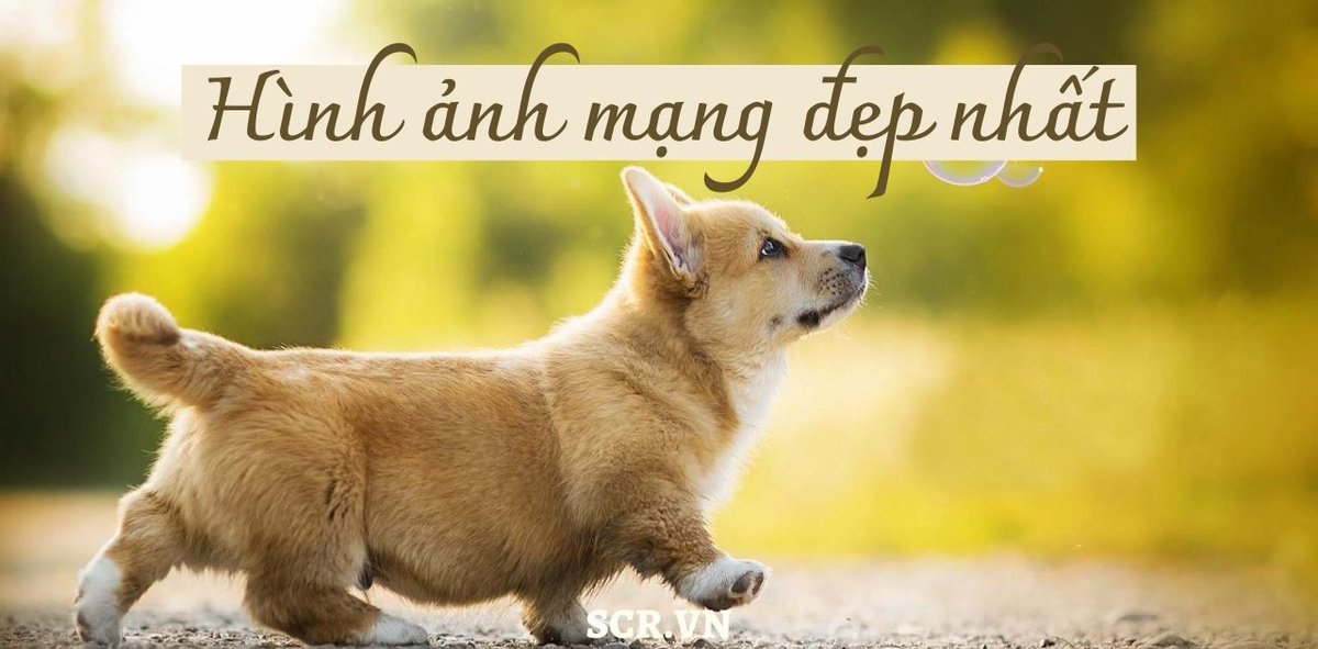 Banhbao56's tweet photo. baby doge, lll https://t.co/ts5M98ojoQ