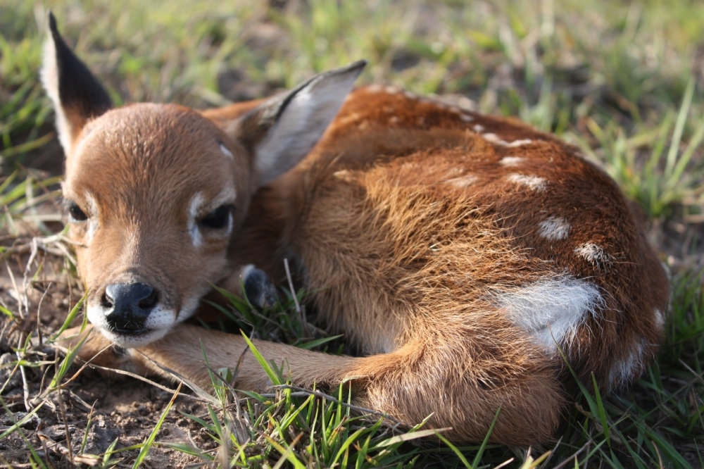 Agência FAPESP tweet media