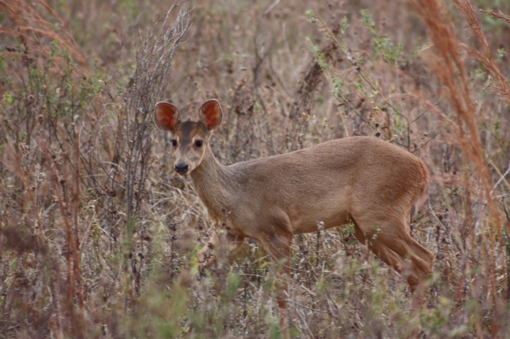 Agência FAPESP tweet media