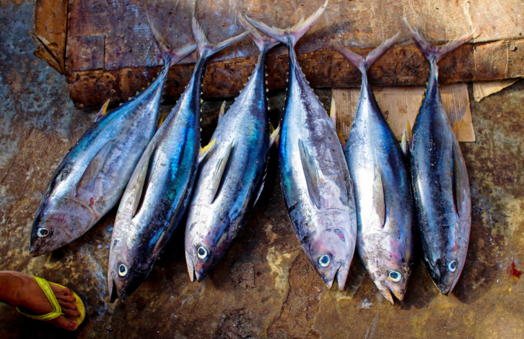 feedfood's tweet photo. Nova tecnologia chega a indústria do pescado. Será apresentado durante o IFC 2021 sistema de pesagem e empacotamento automático 🐟 https://t.co/UMWGCpnGwj #FeedFood #IFC2021 #Pescado #FishExpo https://t.co/IoBIlLpXyk
