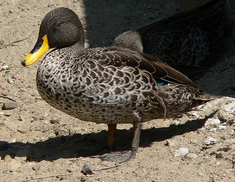 africanbirdname's tweet photo. Anatidae: duck
#Kiswahili: bata
#ChiBemba: coso
#ChiChewa / #ChiNyanja: chisasa
#Kiikaonde: kyoyo
#Khonde: mbwilili
#Chitonga: incowe
#Chitumbuka: baka
#chiYao: akakalanga
Photo by CC BY-SA 3.0, https://t.co/fWgnXmEloQ https://t.co/ta2JASELmG