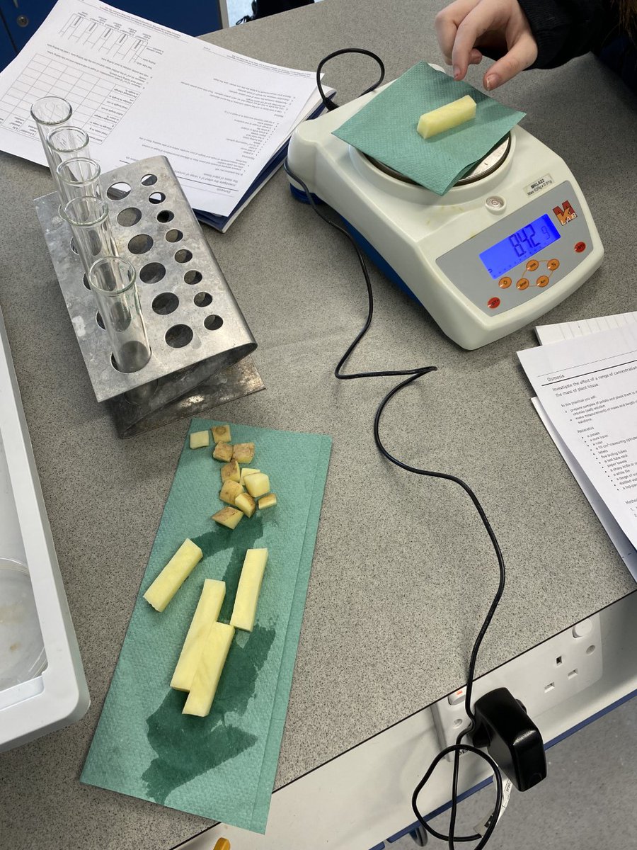 Osmosis required practical with Year 11 students earlier today, one of the many benefits to the science curriculum structure at <a href="/RegentsParkCC/">Regents Park Community College</a> is we can repeat the required practical multiple times. Make sure our students get a really good understanding.👨‍🔬👩‍🔬