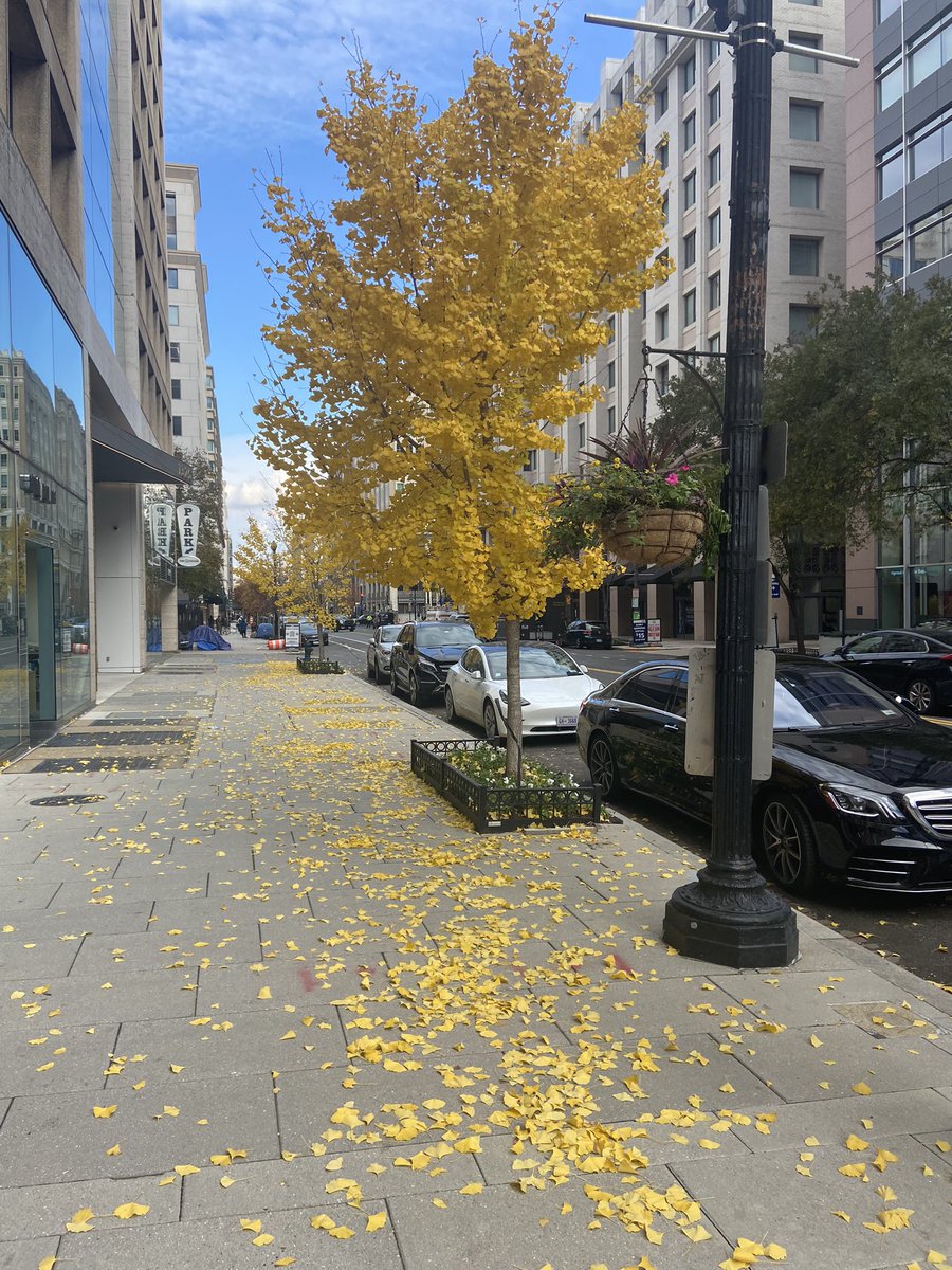 EstuardoDC's tweet image. DC streets in the Fall. 🦃 
#FallInDC