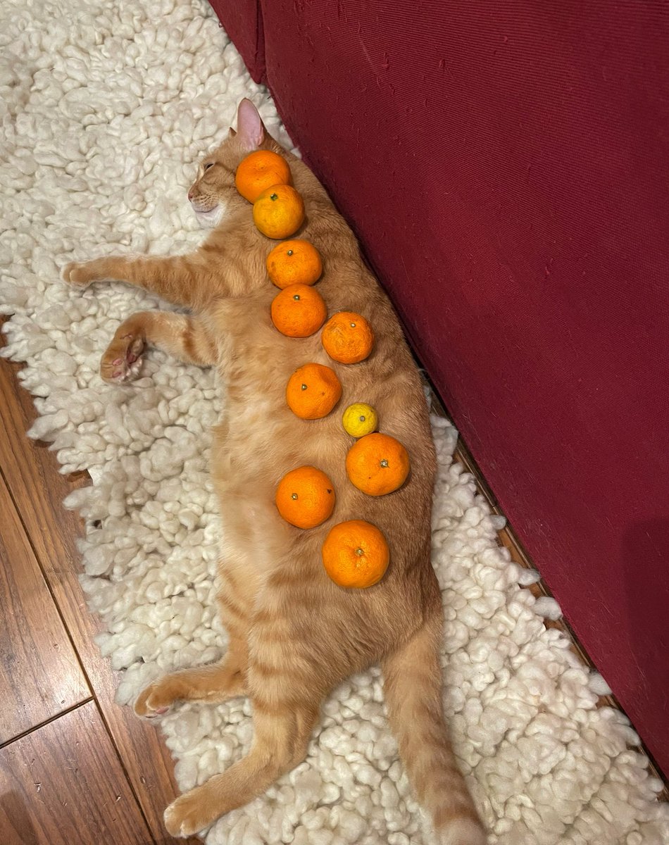 猫の上にミカンを乗せた 獣医師 これは危険です Togetter