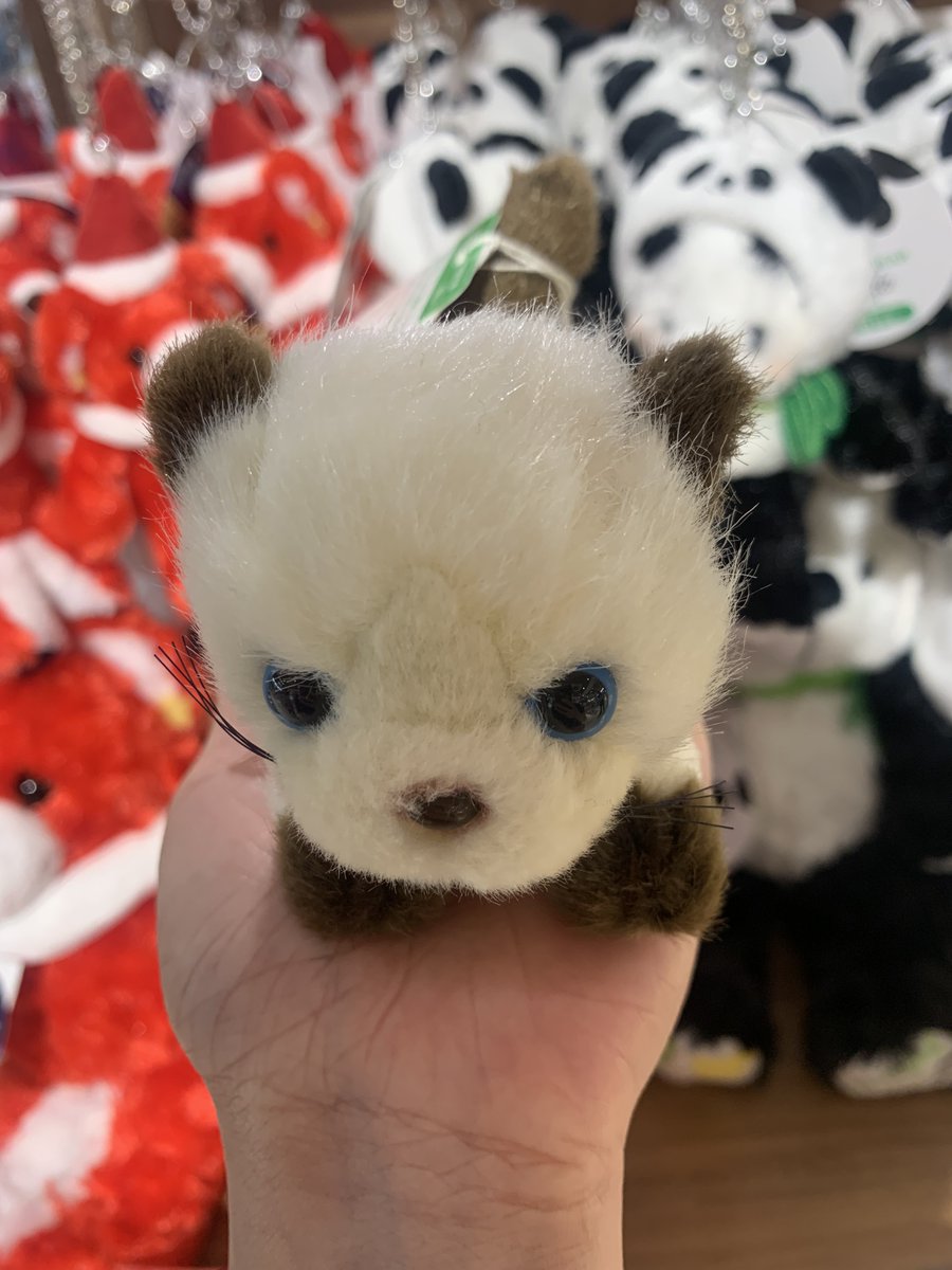 VKanon18's tweet image. then it's trip time! had 3 off days at late August yay ;w; drove to Hakone! this was #Ebina #servicestop .. I almost splurged on this cat as I really like Siamese ;w; then #Pokemon related stuff which I've seen before XD #tokyobanana #throwback #trip #travel #kantou #japan