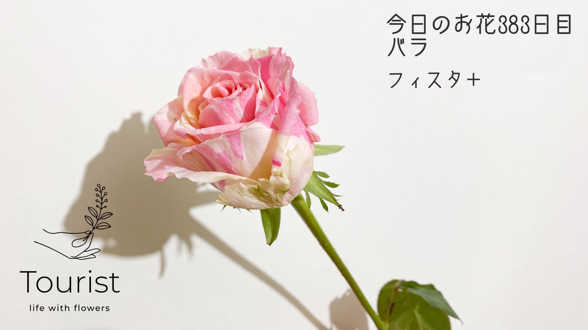 渡邉 友里 フラワーデザイナー 情景を切り取る花屋tourist 今日のお花 3日目 バラ フィスタ 花言葉は 上品 しとやか 可愛い人 ライトピンクとライトイエローの可愛い組み合わせでランダムな絞り模様が砂糖菓子のようなバラです ほかに似