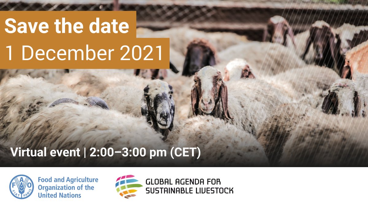 FAO Livestock tweet media