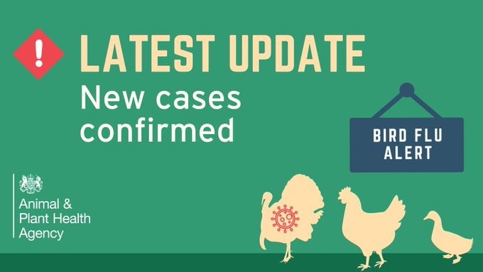 H5N1 avian influenza found at a premises near North Fambridge, Maldon, Essex now confirmed as highly pathogenic. More info available on gov.uk: gov.uk/guidance/avian… 
#BirdFlu #PoultryKeepers